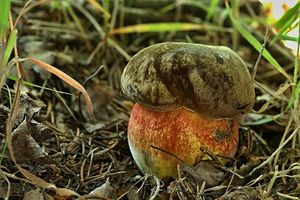 Klikni pro velký obrázek