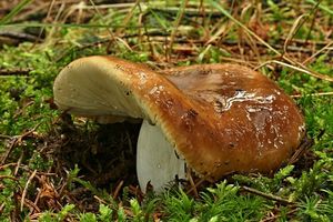 Klikni pro velký obrázek