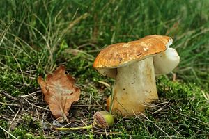 Klikni pro velký obrázek