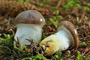 Klikni pro velký obrázek