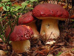 Klikni pro velký obrázek