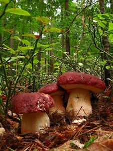 Klikni pro velký obrázek