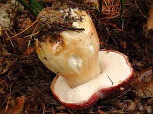 Klikni pro velký obrázek