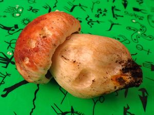 Klikni pro velký obrázek