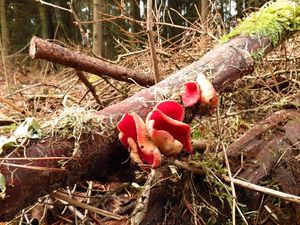 Klikni pro velký obrázek