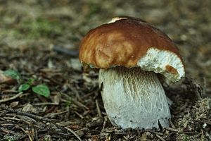 Klikni pro velký obrázek