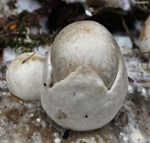 Kukmák cizopasný - Volvariella surrecta (Knapp) Singer