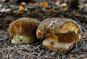 Klikni pro velký obrázek