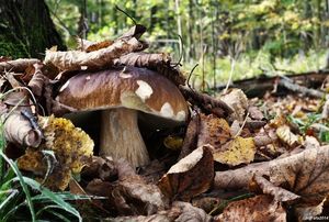 Klikni pro velký obrázek