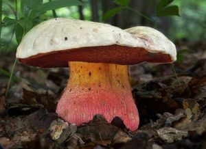 Klikni pro velký obrázek