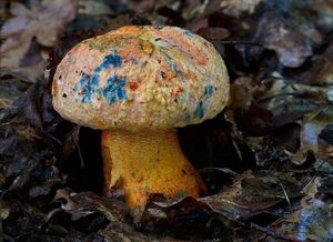 Klikni pro velký obrázek