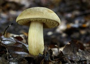 Klikni pro velký obrázek