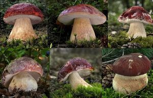 Klikni pro velký obrázek