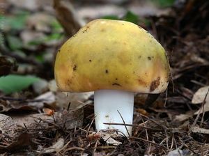 Klikni pro velký obrázek