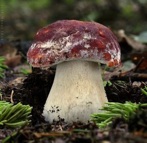 Klikni pro velký obrázek