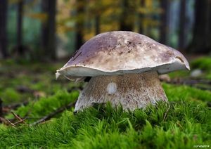 Klikni pro velký obrázek