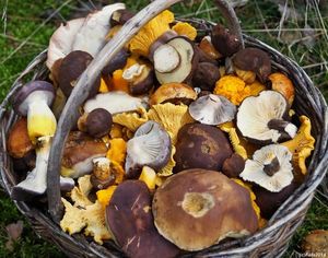 Klikni pro velký obrázek