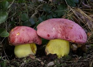 Klikni pro velký obrázek