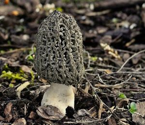 Smrž pražský - Morchella pragensis Smotl. 1952