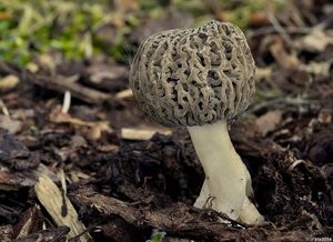 Smrž pražský - Morchella pragensis Smotl. 1952