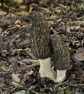 Smrž pražský - Morchella pragensis Smotl. 1952