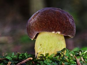 Klikni pro velký obrázek