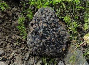 Lanýž letní - Tuber aestivum (Wulfen) Spreng.