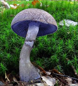 Pavučinec fialový - Cortinarius violaceus (L.) Gray