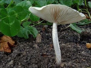 Tmavobělka bradavčitá - Melanoleuca verrucipes (Fr.) Singer