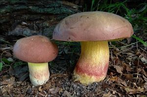 Hřib růžovník - Boletus fuscoroseus Smotl.