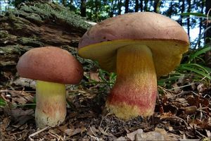 Hřib růžovník - Boletus fuscoroseus Smotl.