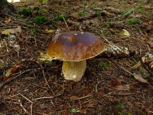 Klikni pro velký obrázek