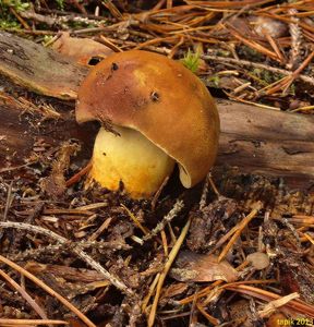 Klikni pro velký obrázek