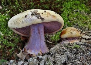 Pavučinec libovonný - Cortinarius (Phlegmacium) suaveolens Bat.&Joach.