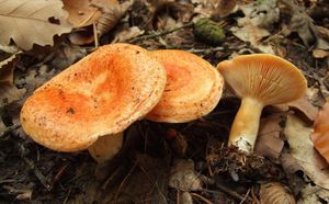 Ryzec modřínový - Lactarius porninsis