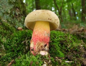 Klikni pro velký obrázek