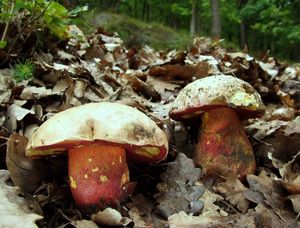 Klikni pro velký obrázek