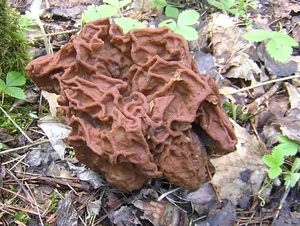 Ucháč obrovský - Gyromitra gigas