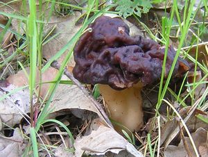 Ucháč obecný - Gyromitra esculenta