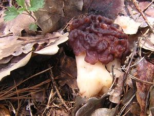 Ucháč obecný - Gyromitra esculenta