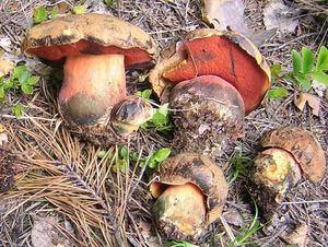 Hřib kovář - Boletus luridiformis Rostk.