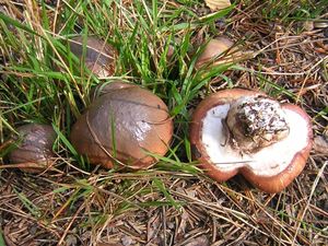 Klouzek obecný - Suillus luteus (L.) Roussel 1796