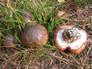 Klouzek obecný - Suillus luteus (L.) Roussel 1796