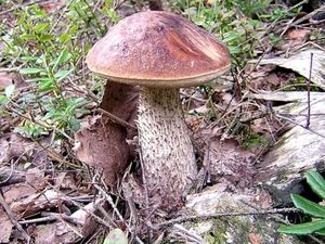 Kozák březový - Leccinum scabrum (Bull.) Gray 1821