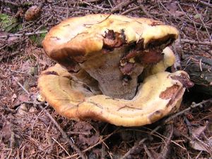 Hnědák Schweinitzův - Phaeolus schweinitzii (Fr.) Pat. 1900