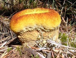 Hnědák Schweinitzův - Phaeolus schweinitzii (Fr.) Pat. 1900