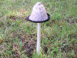 Hnojník obecný - Coprinus comatus (O.F. Müll.) Gray 1797