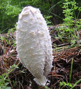 Hnojník obecný - Coprinus comatus (O.F. Müll.) Gray 1797