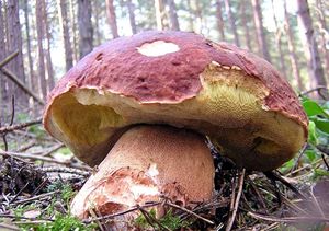 Hřib borový - Boletus pinophilus Pilát & Dermek