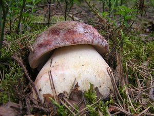 Hřib borový - Boletus pinophilus Pilát & Dermek